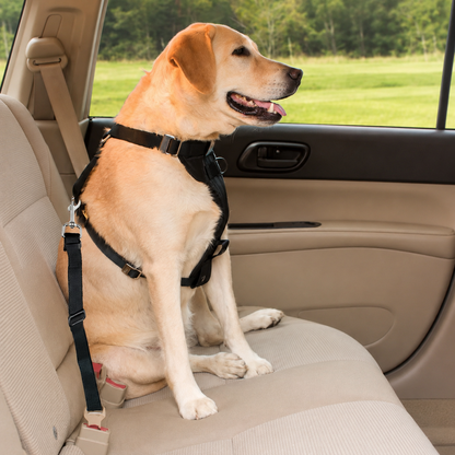 2-Pack Dog Car Seat Belt Leash – Safe & Adjustable Travel Tether 🐶